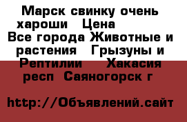 Марск свинку очень хароши › Цена ­ 2 000 - Все города Животные и растения » Грызуны и Рептилии   . Хакасия респ.,Саяногорск г.